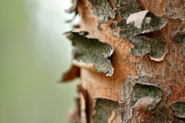 Tree trunk macro clipart