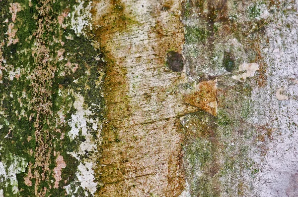 Moss vägg — Stockfoto