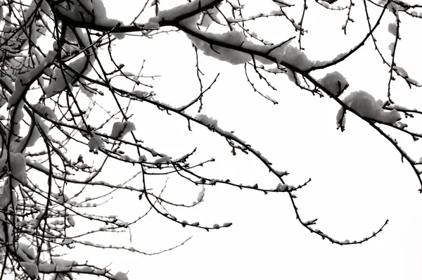 Сніжне гілок — стокове фото
