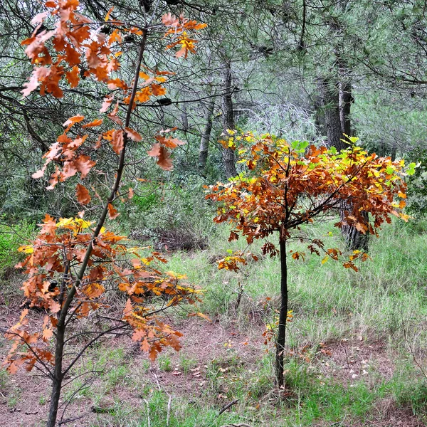 sonbahar renkleri