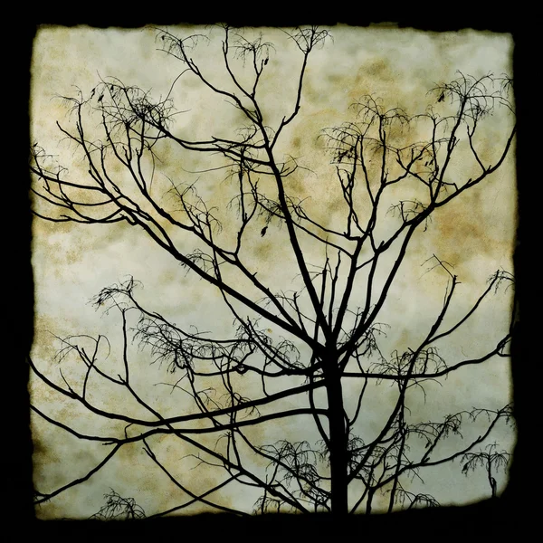 Árvore ramos silhueta — Fotografia de Stock