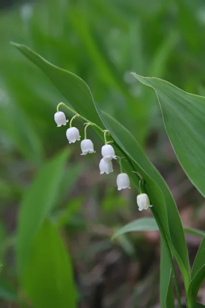 stock image Flowers in the forest