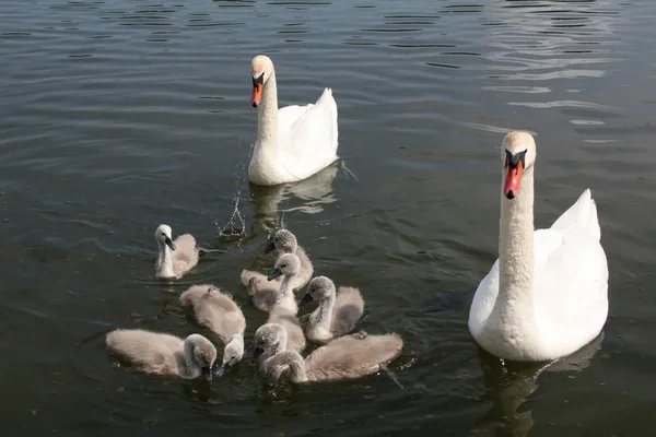 stock image Swans in the lake