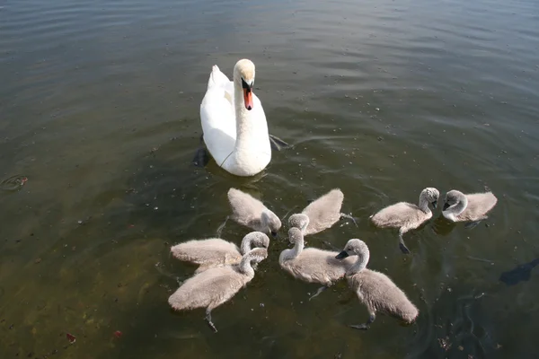 Лебеди в озере — стоковое фото