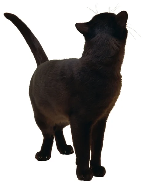 Cat — Stock Photo, Image