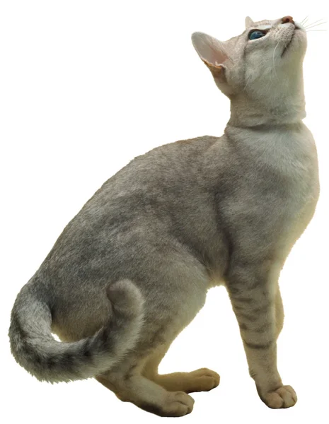 Kucing — Stok Foto