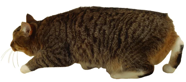 Kočka — Stock fotografie