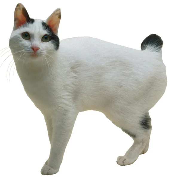 Gato — Fotografia de Stock