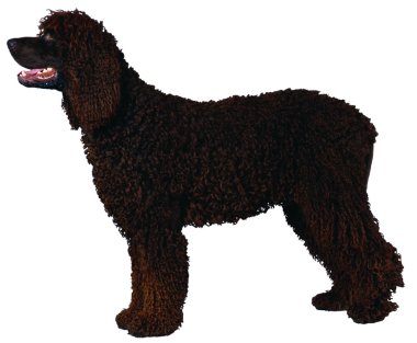 Köpek.