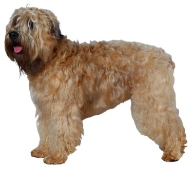 Köpek.