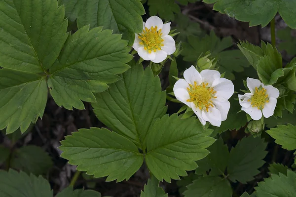 stock image White flower