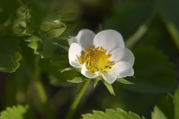 Белый цветок Стоковая Картинка