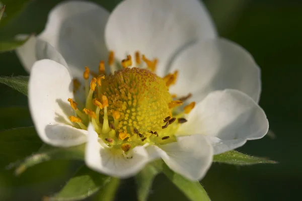 Witte bloem Stockfoto