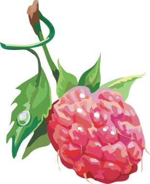 vektör kırmızı üzümü. Olgun berry