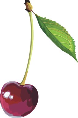 vektör kırmızı üzümü. Olgun berry