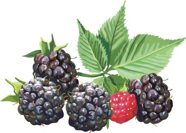 Vector red currant. Ripe berry clipart