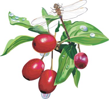 Vector red currant. Ripe berry clipart