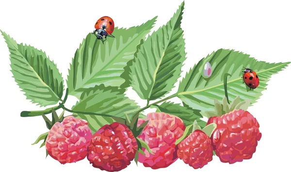 Vector red currant. Ripe berry — Stock Vector