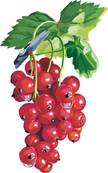 矢量红醋栗。成熟的莓果 — 图库矢量图片