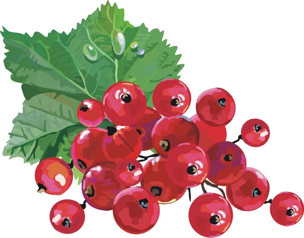 Векторная красная смородина. Спелые ягоды — стоковый вектор