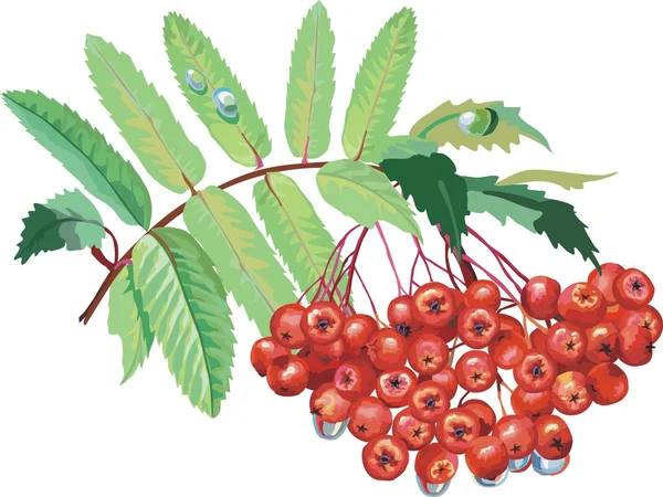 Vektör kırmızı üzümü. Olgun berry — Stok Vektör