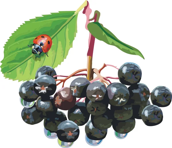 Vektör kırmızı üzümü. Olgun berry — Stok Vektör