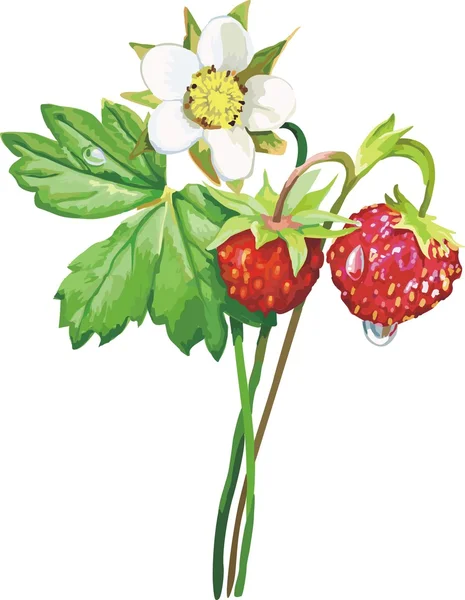 Vektor rote Erdbeere — Stockvektor