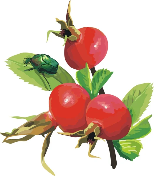 Wektor czerwone porzeczki. dojrzałe jagoda — Wektor stockowy