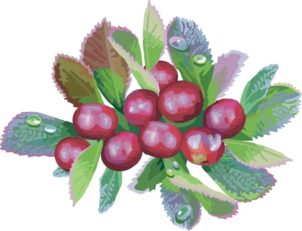 Vector red currant. Ripe berry — Stock Vector