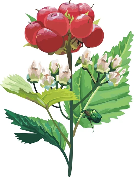 Ribes rosso vettore. Bacche mature — Vettoriale Stock