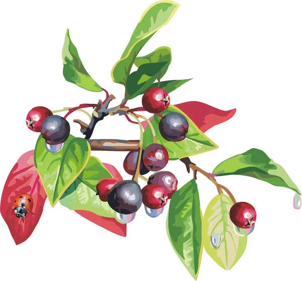 Ribes rosso vettore. Bacche mature — Vettoriale Stock