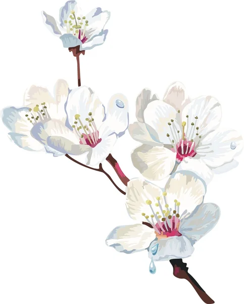 Λευκό λουλούδι — Διανυσματικό Αρχείο