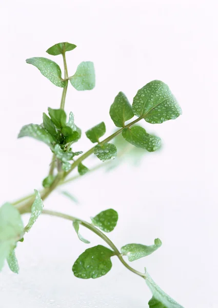 stock image Fresh vegetables