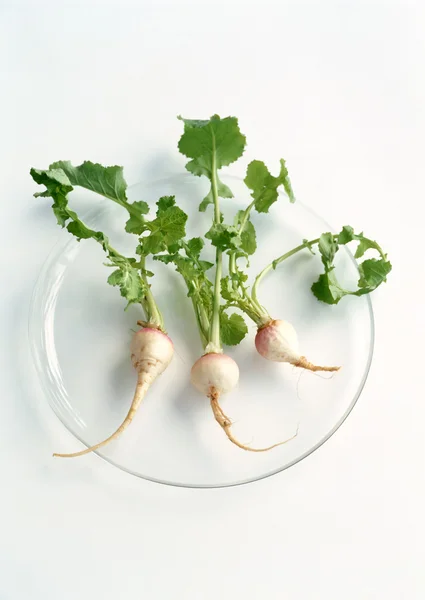 Świeże warzywa Obrazek Stockowy