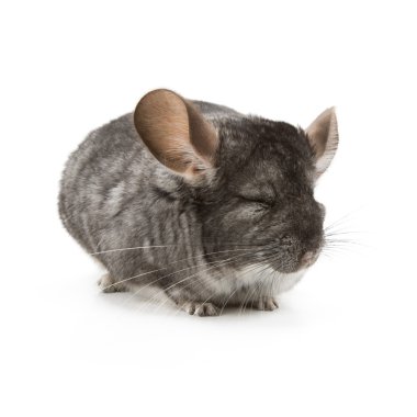 Chinchilla clipart