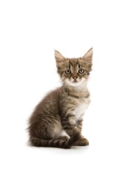 Yavru kedi