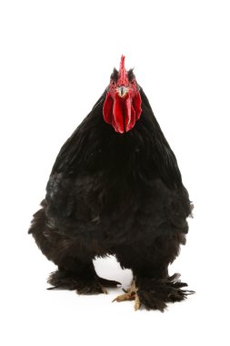 Black cochin rooster clipart