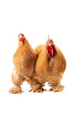 Buff cochin rooster and hen clipart