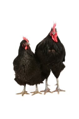 Jersey giant rooster and hen clipart