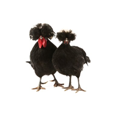 Crested black dutch rooster clipart