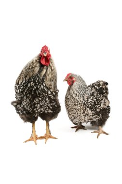 Wyandotte rooster and hen clipart