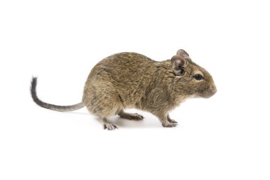 Degu