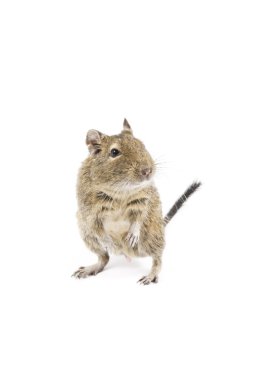 Degu clipart