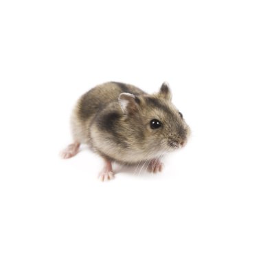 Hamster clipart