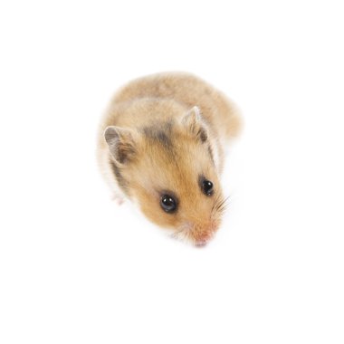 hamster