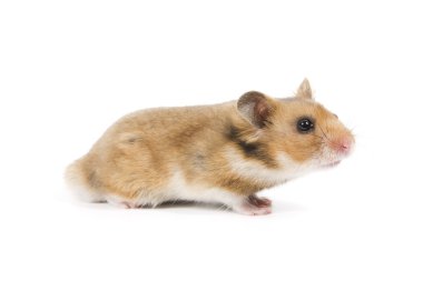 hamster