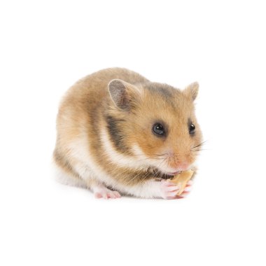 hamster