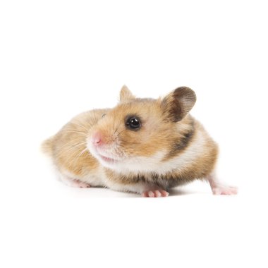 Hamster clipart