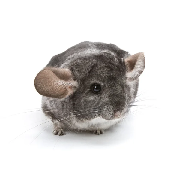 Chinchilla — Stockfoto