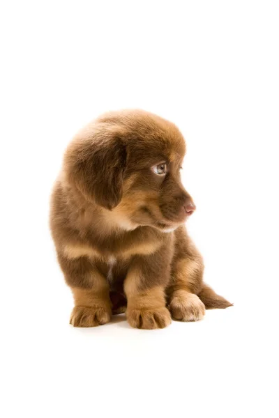 Puppy — Stock Photo, Image